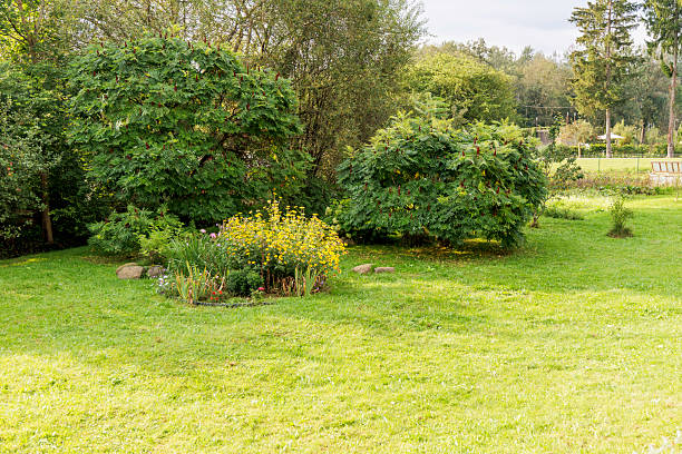 A peaceful, sunny view of a garden with a bright green lawn, a variety of lush trees, and a vibrant yellow flower bush in the foreground.