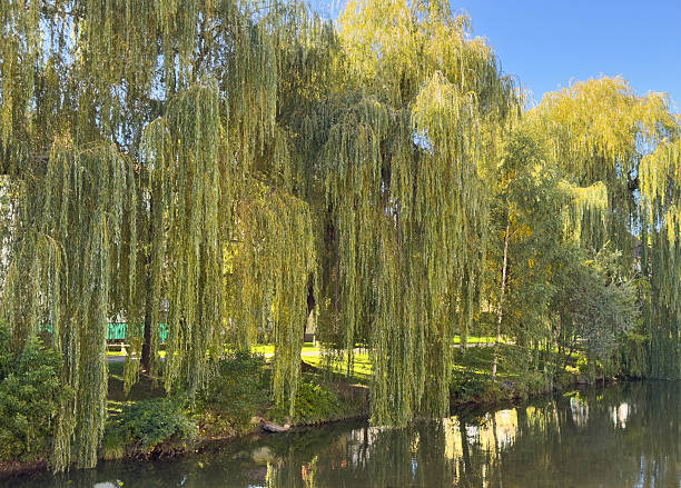 istock Tranquil willow trees by a riverside on a clear day 2236372697