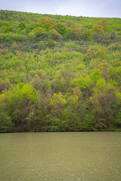 A serene lake with murky water is surrounded by dense, lush greenery on a hillside. The area features a rich variety of trees and shrubs. The hill is verdant, with patches of different shades of green indicating diverse vegetation. A cloudy sky creates a calm atmosphere over the landscape. This scene is representative of natural, untouched landscapes, possibly located in a temperate region. The tranquility and lushness suggest a thriving ecosystem.