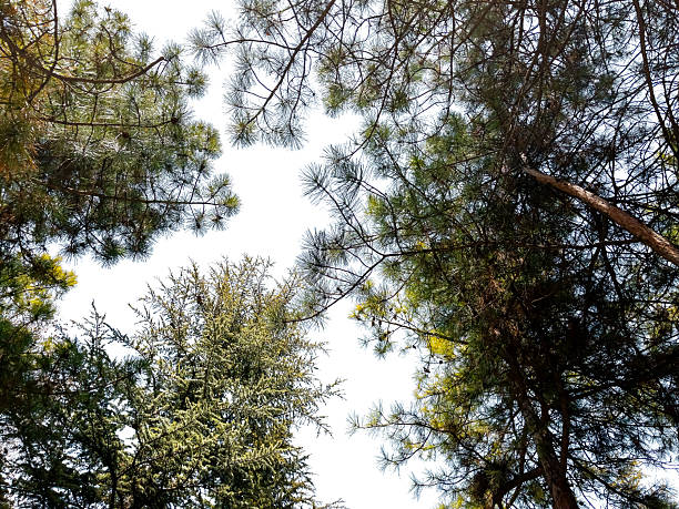 Bottom view of trees on white background, clipping path