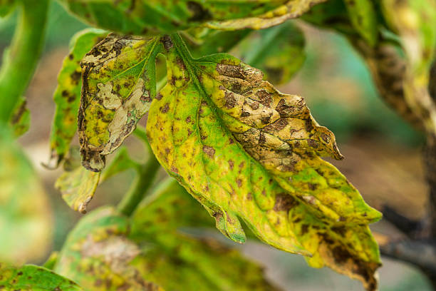 istock Infected leaves close up view with late blight or other pathogenic fungal disease affecting plants of the nightshade family. Symptoms, manifestations, consequences of crop loss 2236373541