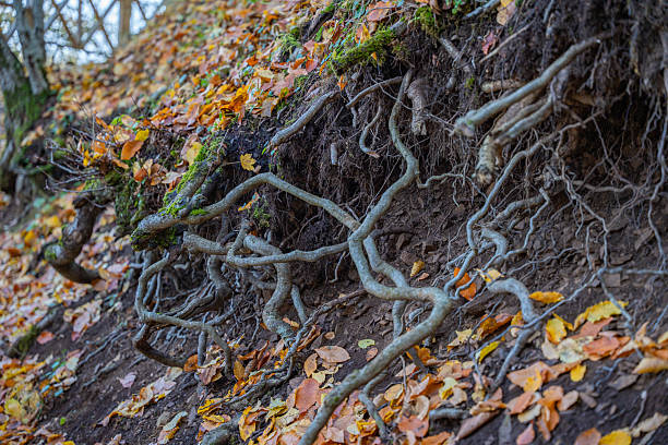 Tangled tree roots exposed on a hillside, with a variety of thick and thin roots intertwining through the soil. Fallen autumn leaves, in shades of orange and yellow, cover parts of the roots and soil. Moss patches grow on some roots, adding a green contrast to the earthy tones. The image captures the intricate network of roots and natural textures, likely in a forest setting during autumn.