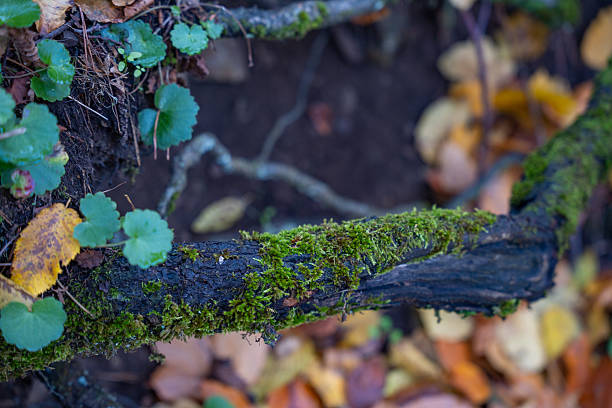 Moss-covered tree roots with green leaves and yellow-brown fallen leaves scattered around. The setting is a forest floor, rich in organic matter and moisture, indicative of an autumn scene. The texture of the moss is soft and vibrant, while the roots appear rough and aged. The composition highlights the natural cycle of decay and renewal in the woodland environment.