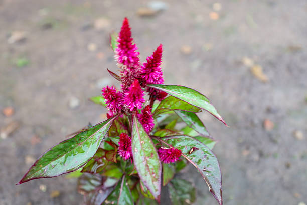 ​A young celosia plant with bright crimson inflorescences and glossy leaves, creating a rich color palette on a simple soil background.