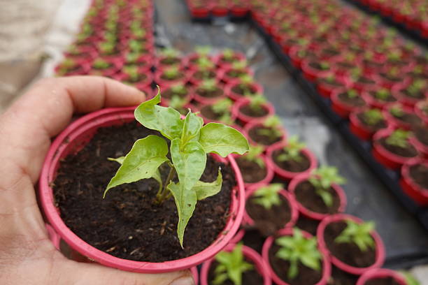 Close-up of a gardener's hand holding a small pot containing a vibrant green seedling, surrounded by numerous other plants in a greenhouse setting