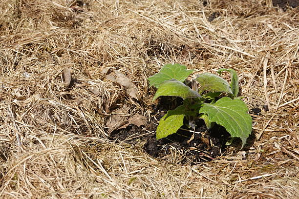 istock Yacon plant growing in straw mulch 2236375029