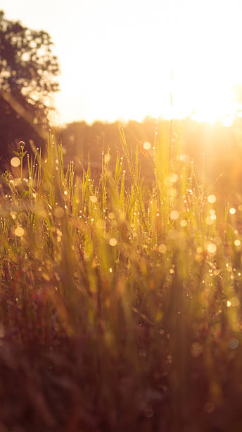 istock Early Meadows with drop dew during sunrise 2236375318