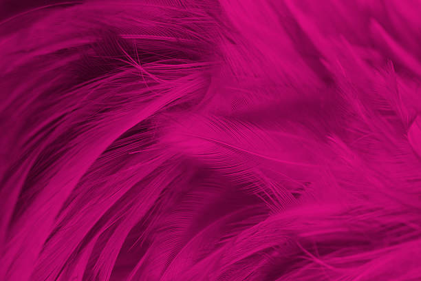 istock Beautiful pink magenta lines feather texture pattern background 2236376935