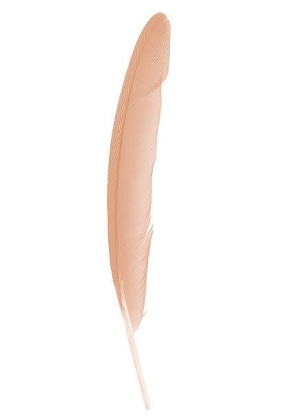 Quill pen and drawings