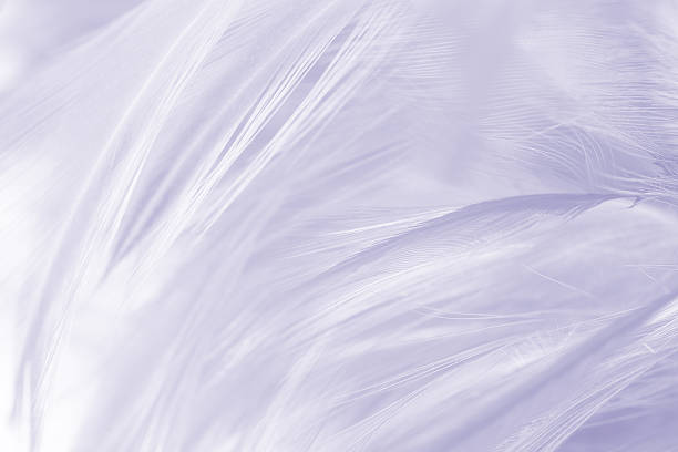 istock Beautiful violet feather texture background, pastel trends color 2236377148