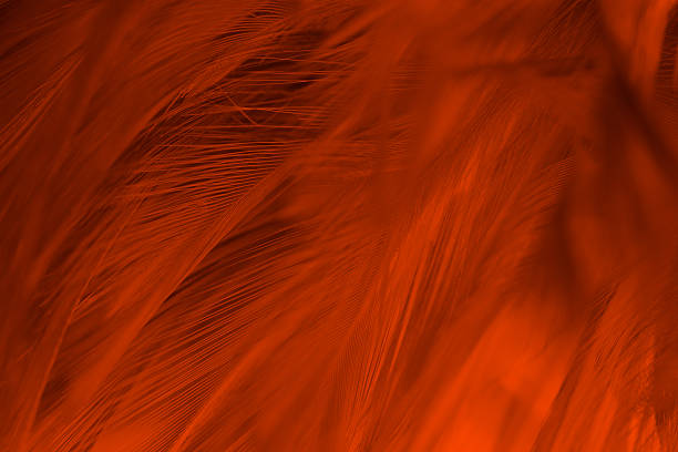 istock Beautiful orange colors trend feather texture background, trends color 2236377150