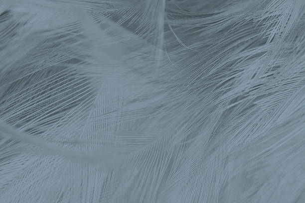Beautiful gray baby blue colors tone feather pattern texture cool background for decorative design wallpaper and other