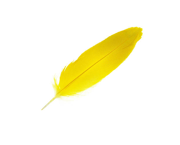 istock Beautiful yellow colors tone feather isolated on white background 2236377477