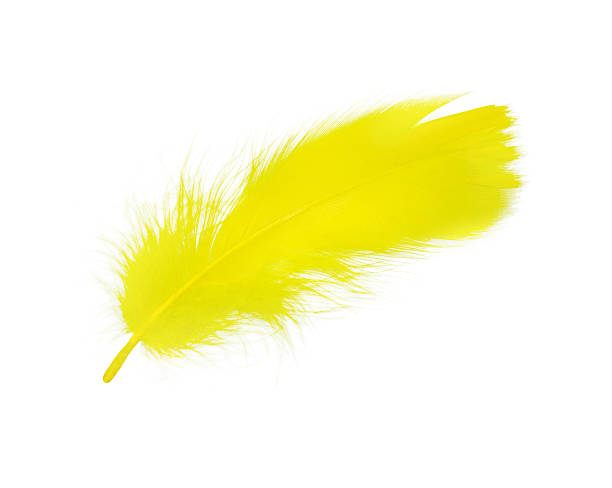 istock Beautiful yellow parrot  feather isolated on white background 2236377546
