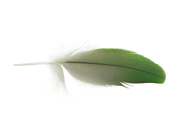 istock Beautiful macaw parrot feather bird isolated on white background 2236378151