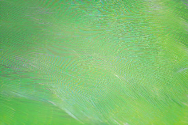 istock Beautiful  parrot lovebird green feather pattern texture luxury background 2236378185