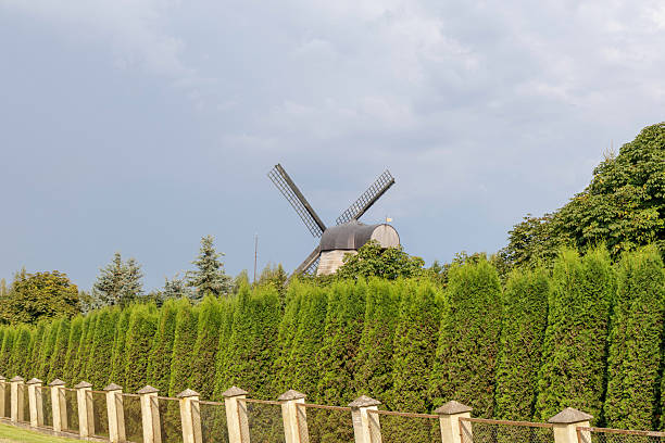 A traditional wooden windmill with exposed sails is partially hidden behind a tall, well-maintained hedge of evergreen trees, with a stone fence and a fence in the foreground under a cloudy sky.