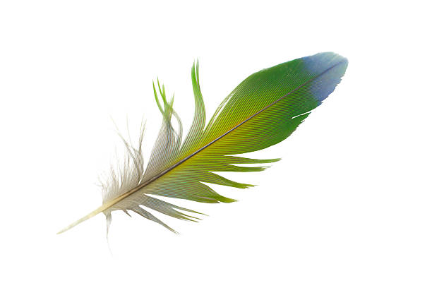 istock Beautiful macaw parrot feather bird isolated on white background 2236378265