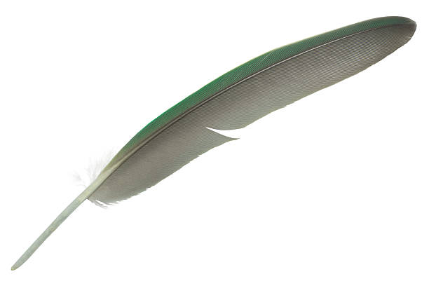 istock Beautiful macaw parrot feather bird isolated on white background 2236378282