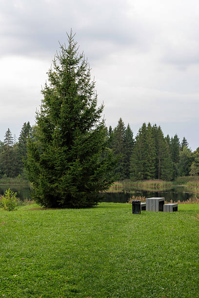 istock Large Fir Tree by a Pond with Park Benches 2236378318