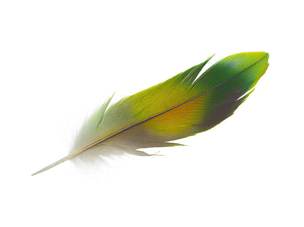 istock Beautiful macaw parrot feather bird isolated on white background 2236378325