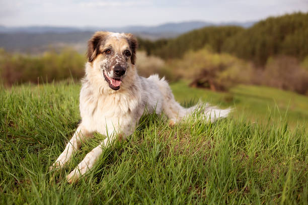 istock Big dog lying on the grass in the forest 2236378382