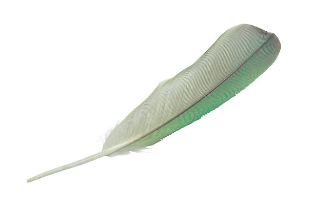 Beautiful macaw parrot feather bird isolated on white background