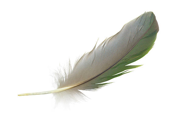 istock Beautiful macaw parrot feather bird isolated on white background 2236378403