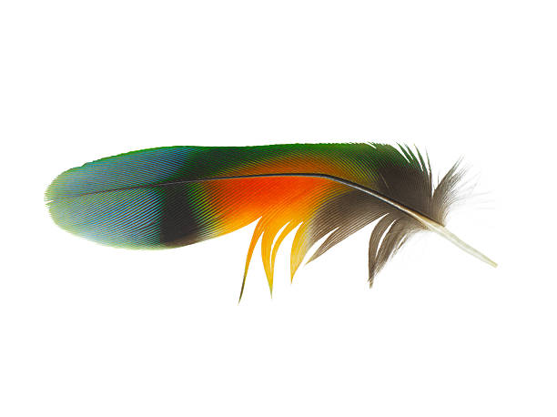 istock Beautiful macaw parrot feather bird isolated on white background 2236378417
