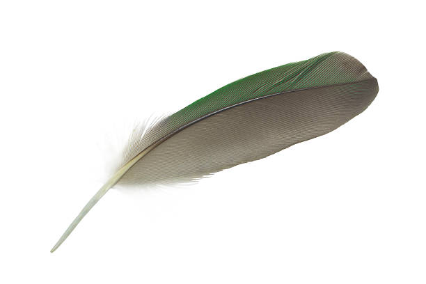 istock Beautiful macaw parrot feather bird isolated on white background 2236378418