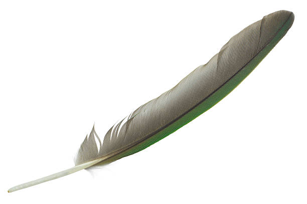 Beautiful macaw parrot feather bird isolated on white background