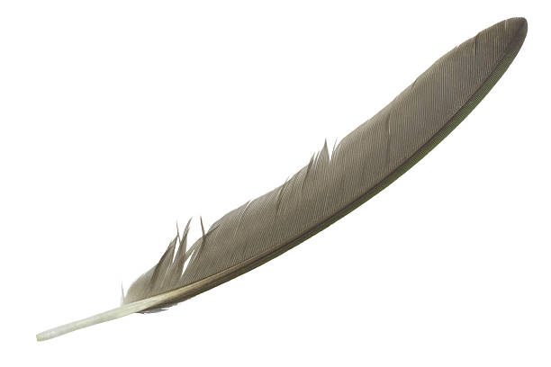 Beautiful flying pigeon isolated on white background with clipping path.