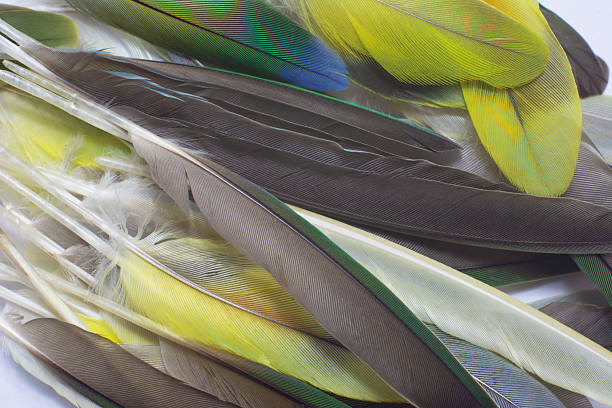 Colorful Macaw feathers pattern background.