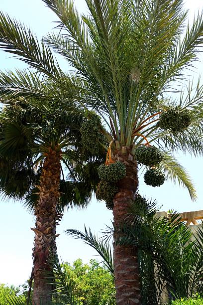 istock Date Palm Trees Showcasing Lush Leaves and Ripe Fruit Under Bright Sunlight in a Tropical Garden 2236378838