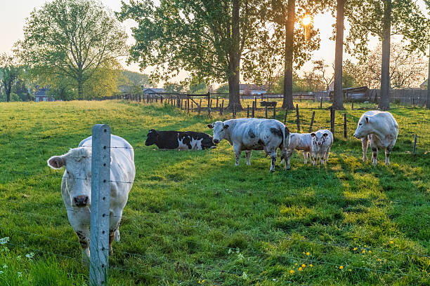istock Nature in East Flanders 2236379334
