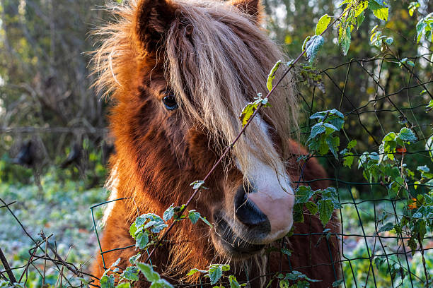 istock Close-up of a Pony 2236379370