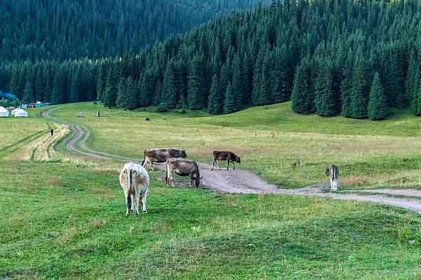 istock Sunrise over the mountains in Kyrgyzstan 2236379420