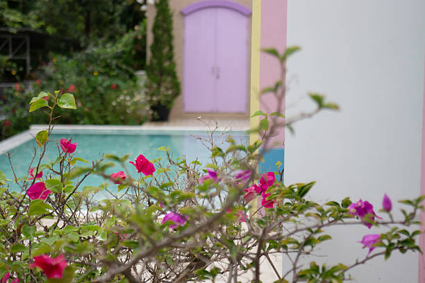 Caribbean, flower floating  in pool.