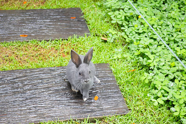 Baby rabbit on grass outdoor summer day, stock photo