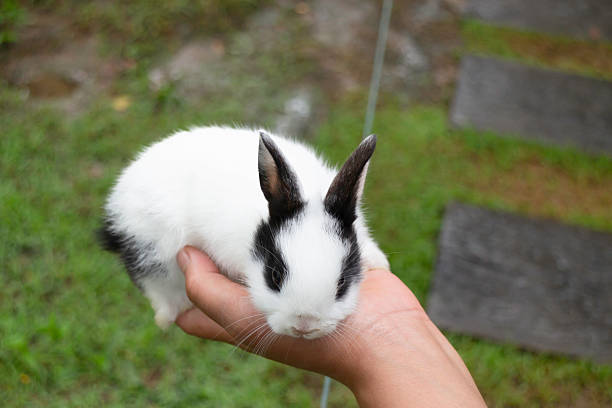 istock Baby rabbit on grass outdoor summer day 2236379609
