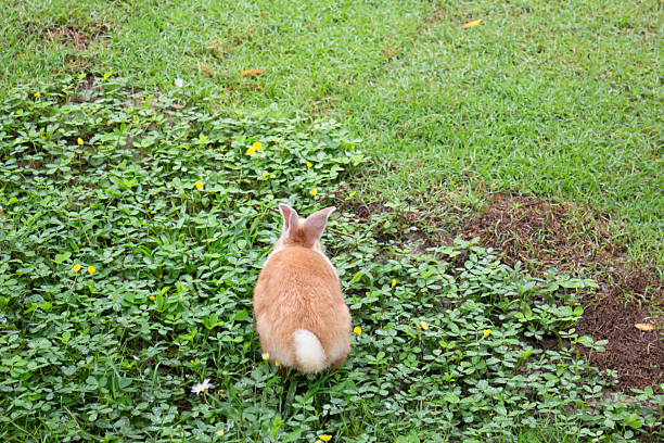 rabbit playing in green grass standing on its paws, with background with space for text