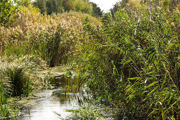Autumn Nature Landscape with Wildlife and Plants