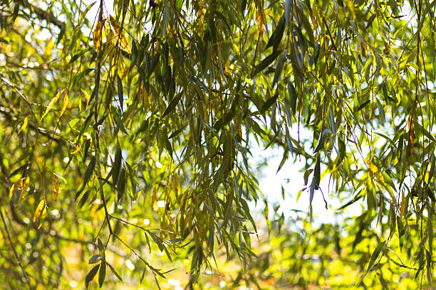 Autumn Nature Landscape with Wildlife and Plants