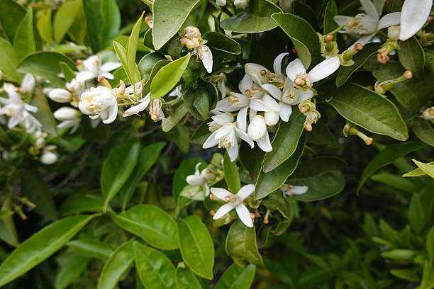 istock Orange tree blossoming with fragrant white flowers 2236380963