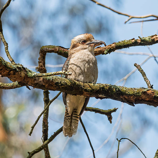 Kookaburra with Lizard in Mouth. Photo taken in Sherbrooke, Victoria.