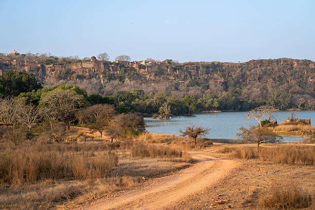 safari track or road and panoramic scenic landscape view of padam talao lake and old ranthambore fort situated on hill or mountain surrounded by national park forest tiger reserve rajasthan india asia stock photo