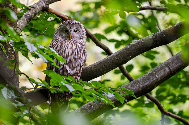 istock Ural Owl, Strix uralensis, Bieszczady Mts. Poland. 2236383516