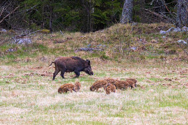 istock Wild boar sow with piglets on a grass meadow 2236383752