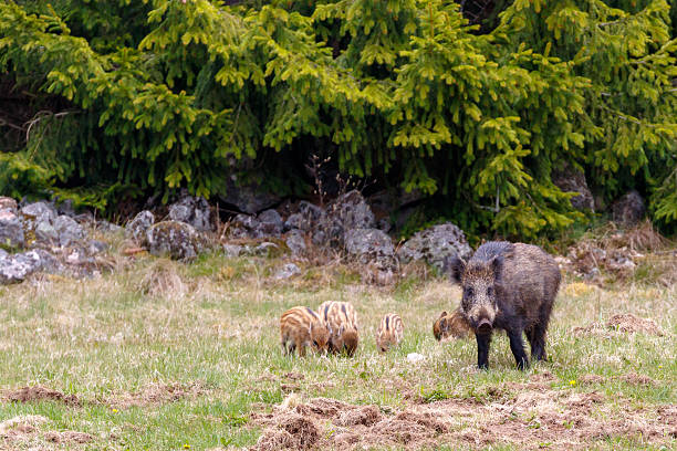 Wild boar sow with young piglets on a meadow