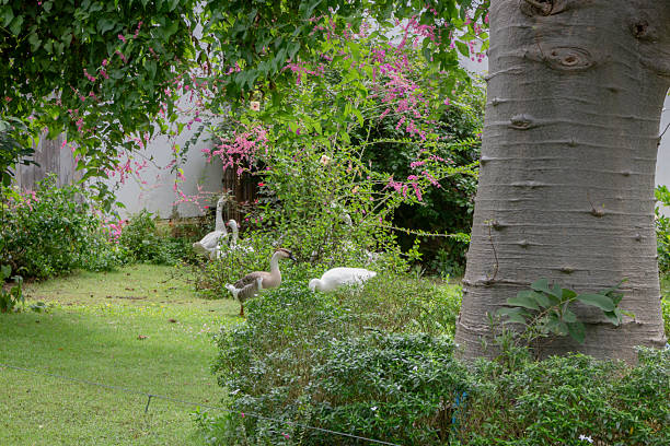 Decorative bushes on small creek garden, stock photo